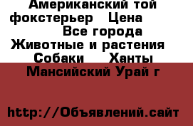 Американский той фокстерьер › Цена ­ 25 000 - Все города Животные и растения » Собаки   . Ханты-Мансийский,Урай г.
